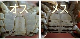 カニ カナダ産とロシア産の違い